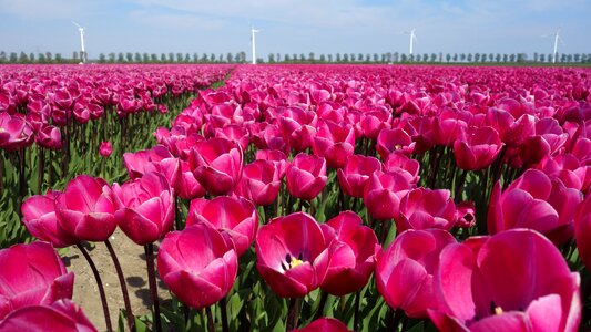 Bulbs bloom plant photo