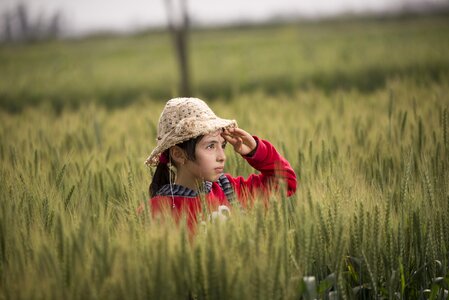 Outdoors hayfield crop
