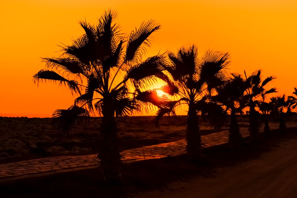 Sunset summer nature