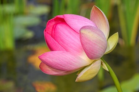 Lotus pink aquatic photo