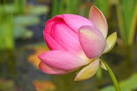 Lotus pink aquatic