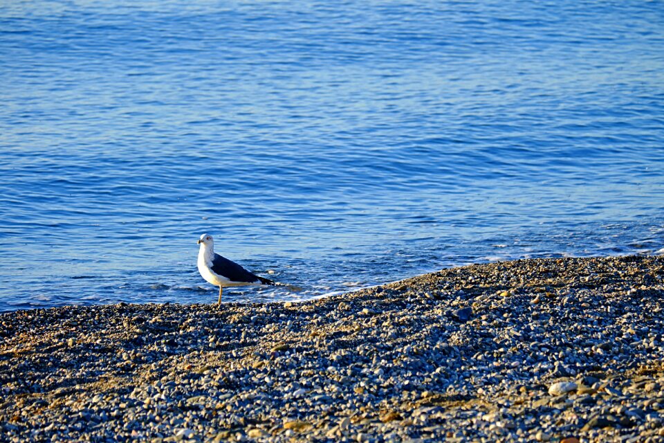 Sand gull nature