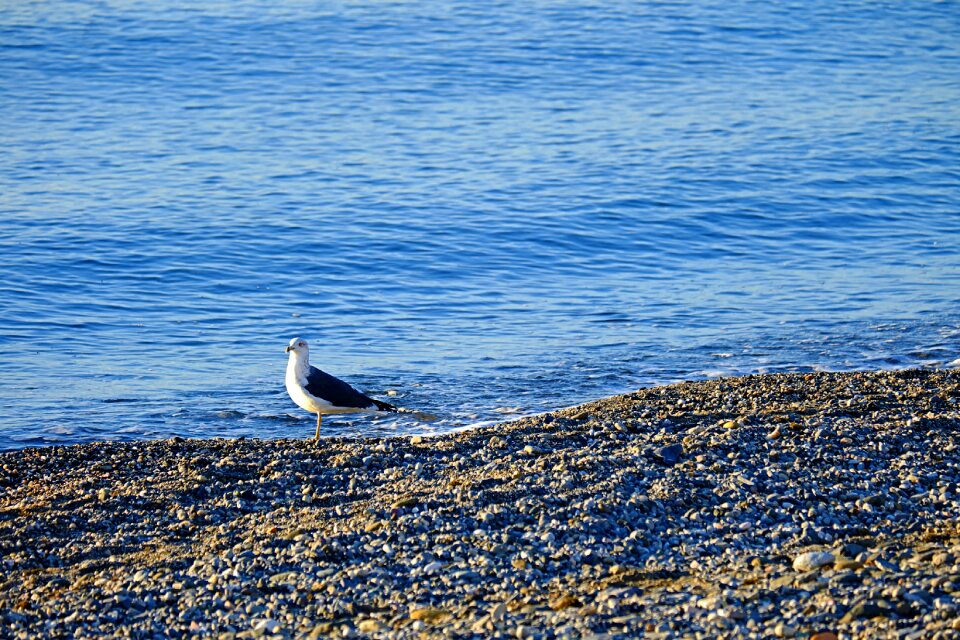 Sand gull nature photo