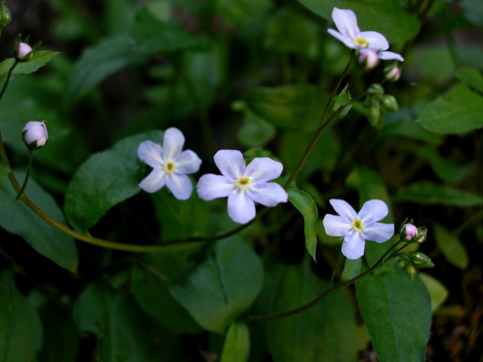 Hackelia ophiobia flowering in SW Idaho 3