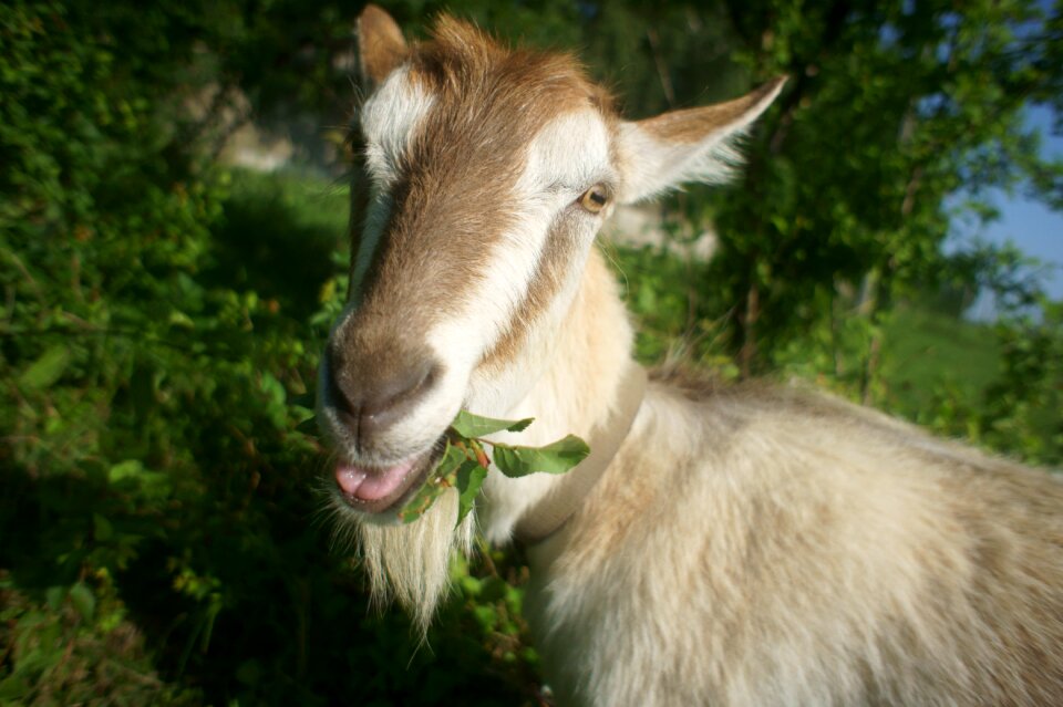 Meadow animal goats