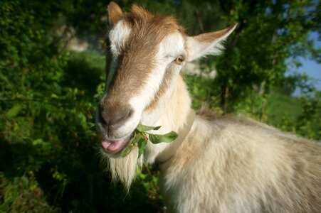 Meadow animal goats photo