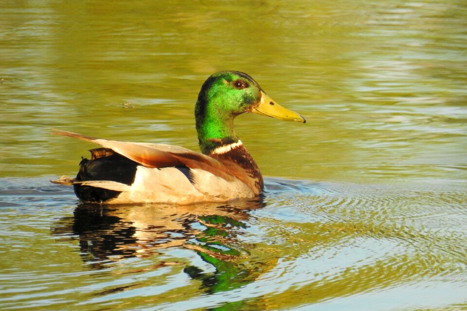 Animal world lake nature