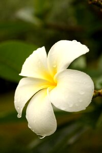 Fragrapanti blooms white flowers photo