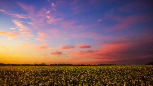 Field of rapeseeds landscape blossom photo