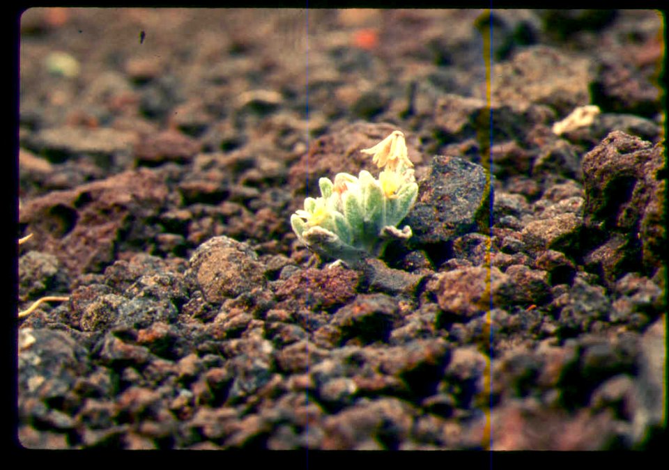 Eatonella nivea flowering in SW Idaho 2