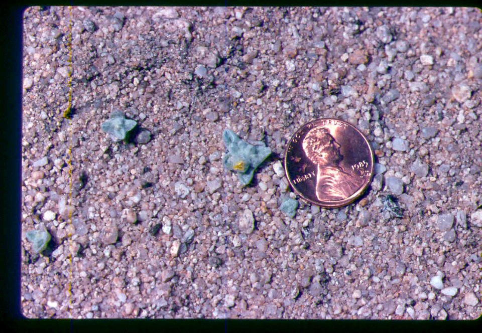 Eatonella nivea plant in SW Idaho