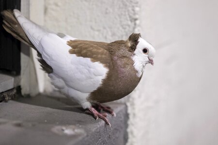 Wildlife animal pigeon