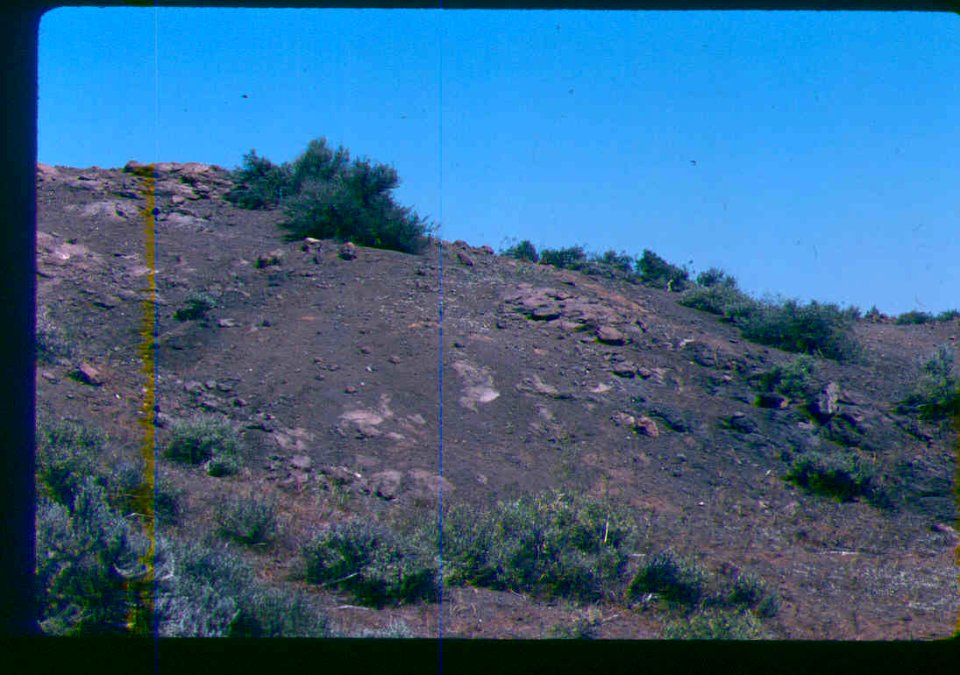 Eatonella nivea habitat in SW Idaho 2