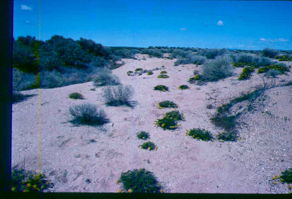 Eatonella nivea habitat in SW Idaho