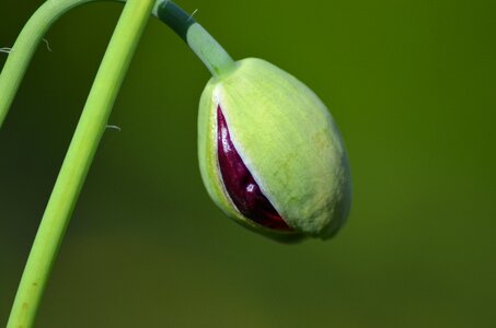 Bud leaf plant