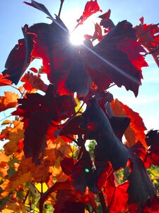 Vines sunlight autumn colours