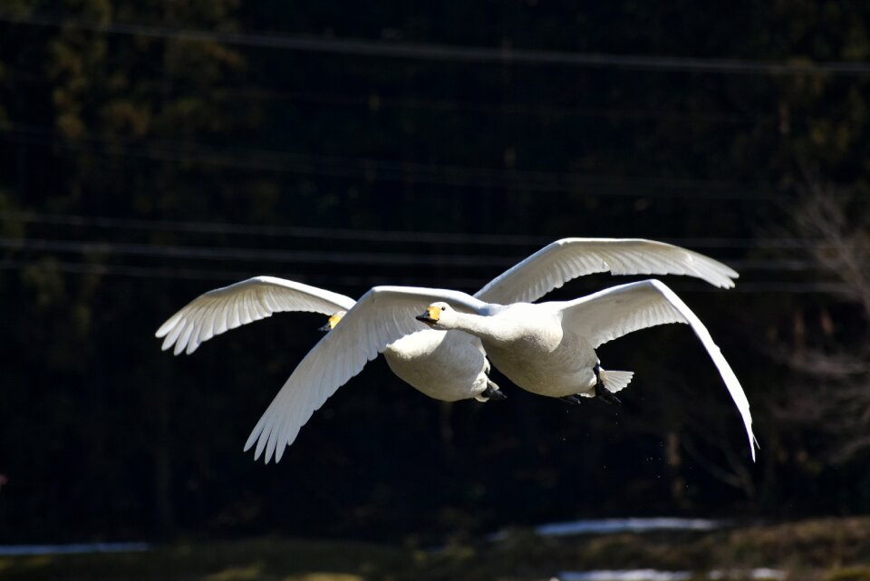 Waterfowl fields swan