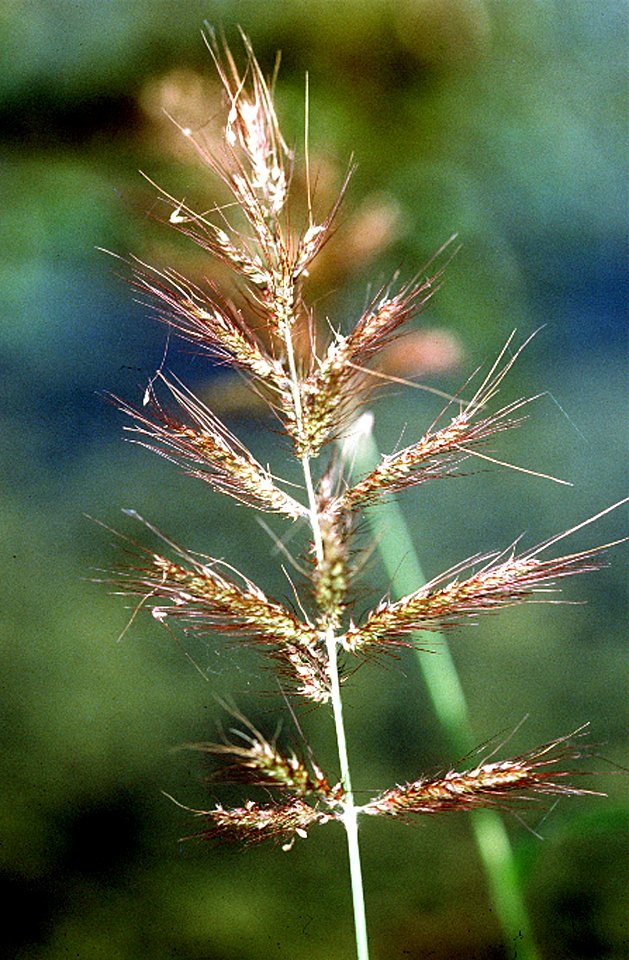Echinochloa walteri NRCS-002