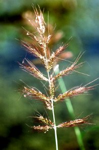 Echinochloa walteri NRCS-002