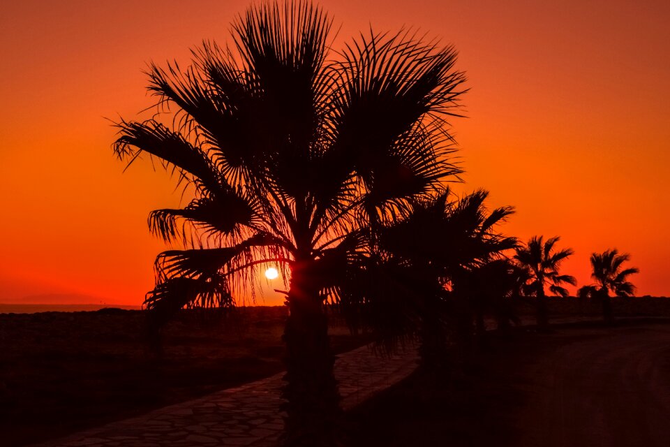 Sunset summer nature
