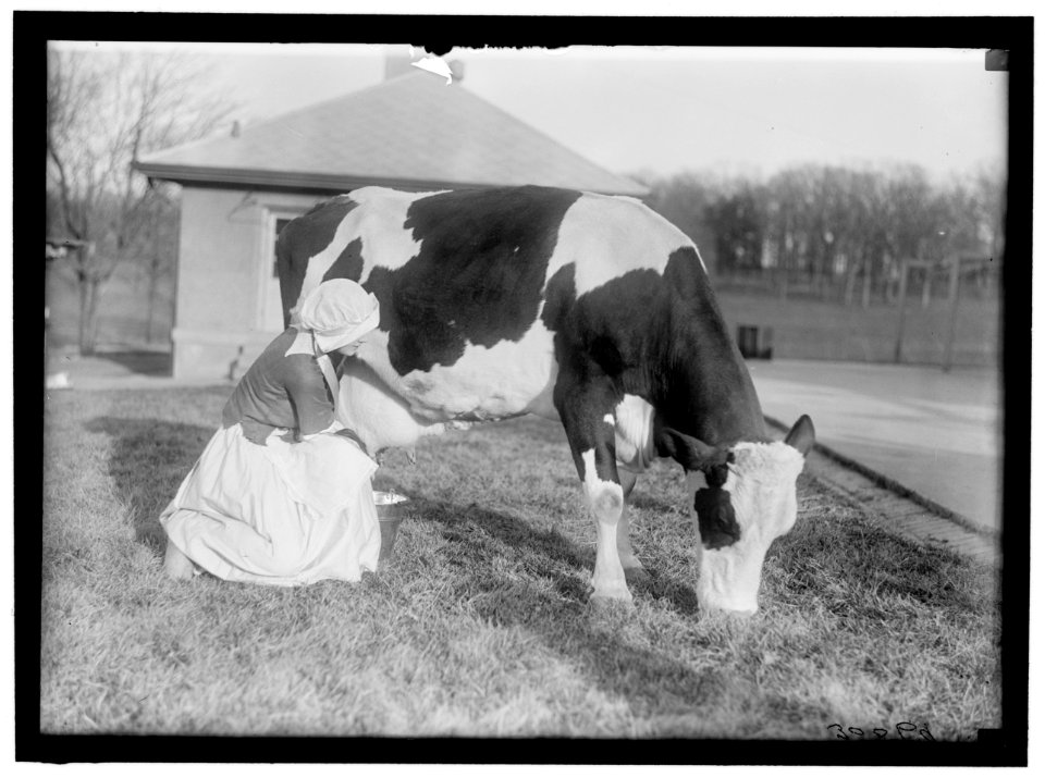 ECKLES, VIRGINIA. IN DUTCH DAIRY-MAID COSTUME, WITH COW LCCN2016869767