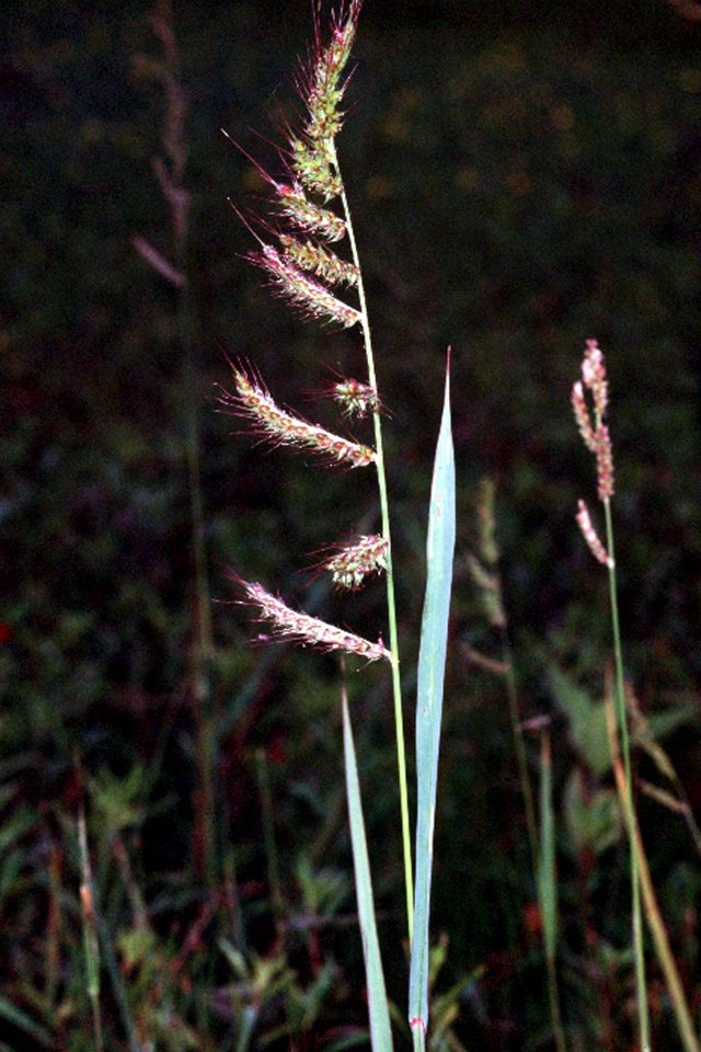 Echinochloa crus-galli01