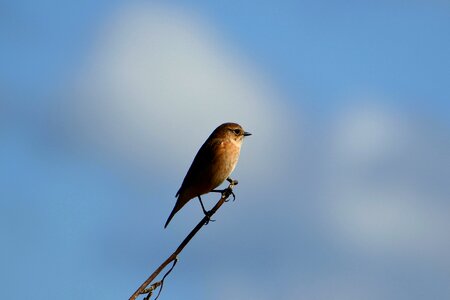 Twigs wild birds little bird