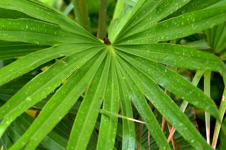 Rain drops long leaves parallel venation