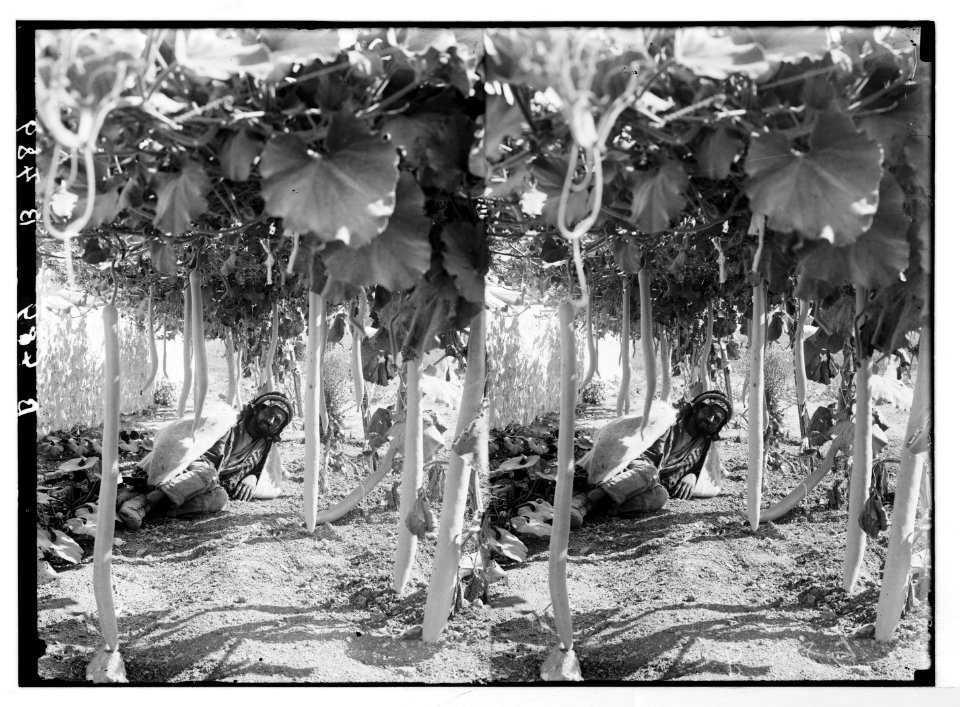 Economic plants. Long gourds (Lagenaria vulgaris Ser.) LOC matpc.05865
