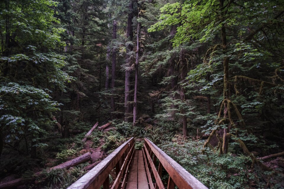 Forest nature pathway