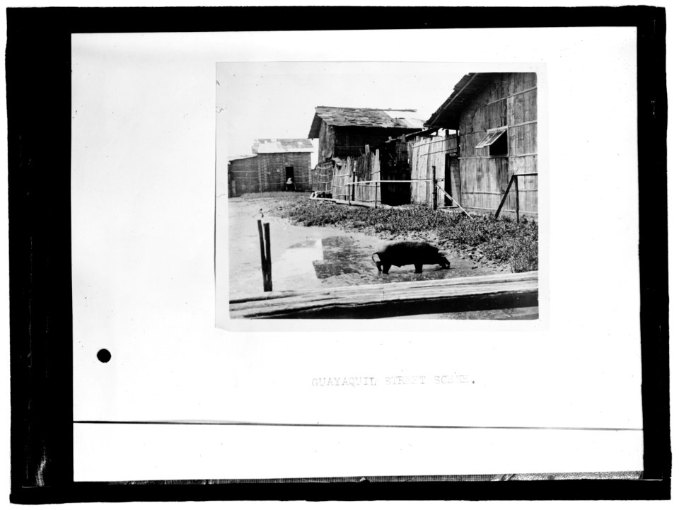 ECUADOR. SCENES IN QUAYAQUIL, ECUADOR LCCN2016864059