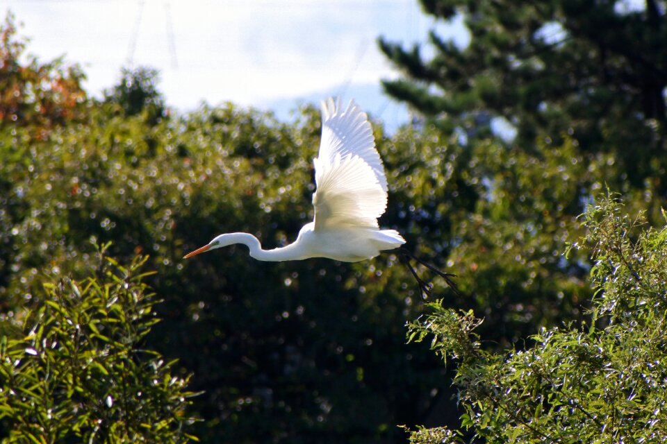 Wood green wild birds
