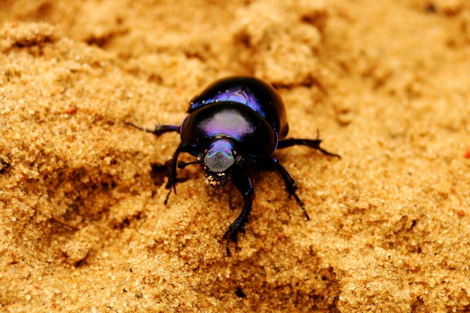 Nature animals spring beetle