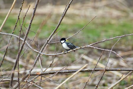 Bird wild birds tits