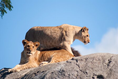 Lioness lions wild animals photo
