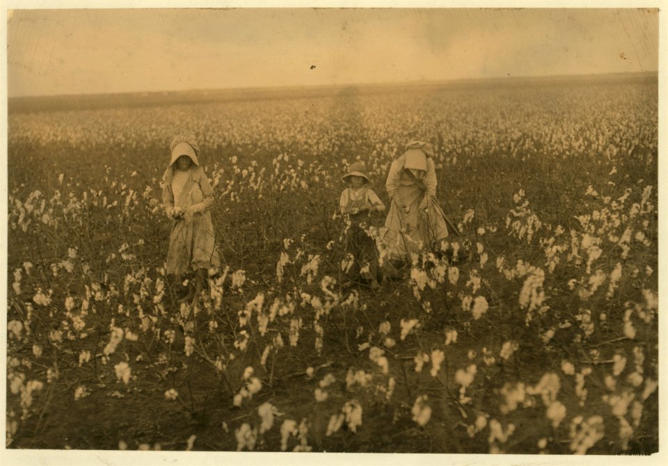 Eddie Marek a six year old cotton picker who picks fifty pounds a day. His sister eighteen years old picks one hundred pounds. Father and mother and some negroes also pick. A frugal Bohemian LOC cph.3b01718