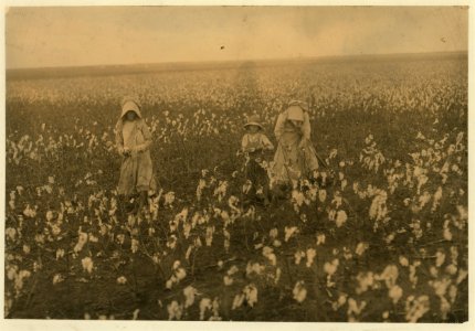 Eddie Marek a six year old cotton picker who picks fifty pounds a day. His sister eighteen years old picks one hundred pounds. Father and mother and some negroes also pick. A frugal Bohemian LOC cph.3b01718