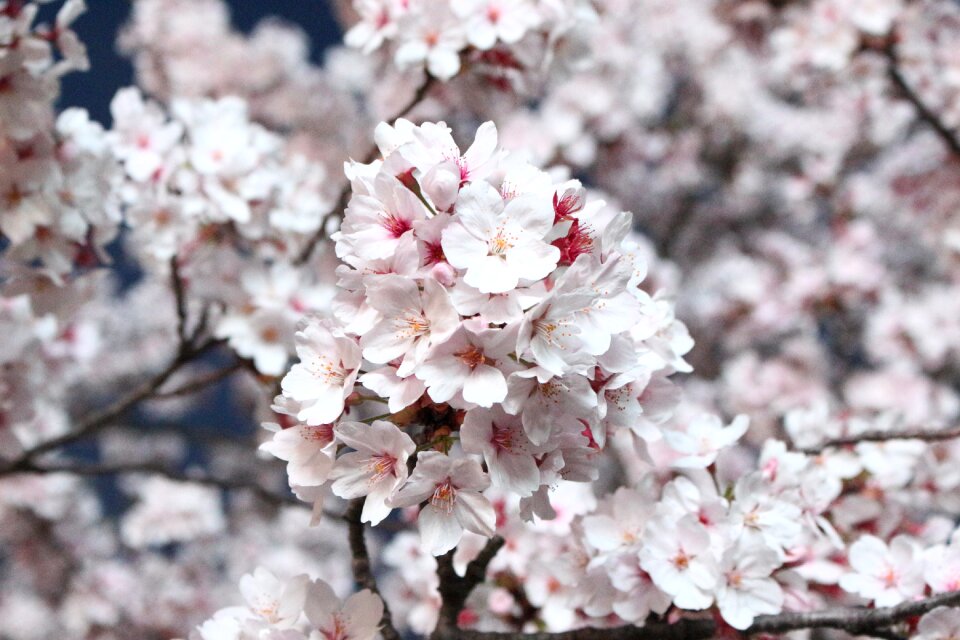 Flowers wood quarter