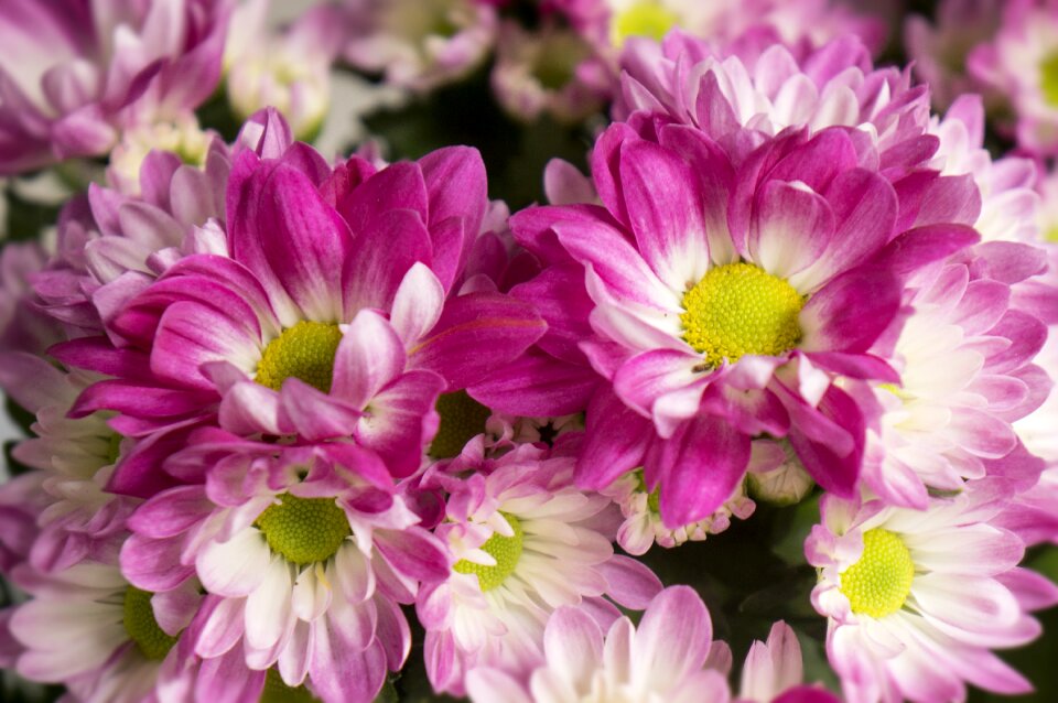 Chrysanthemum pink purple natural photo