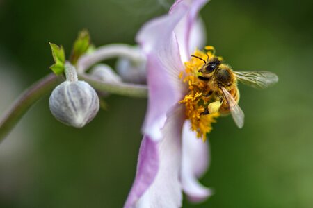 Forage macro insect