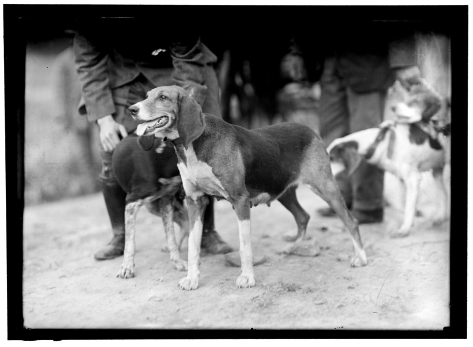 EDGEWOOD HUNT. HOUNDS LCCN2016864163