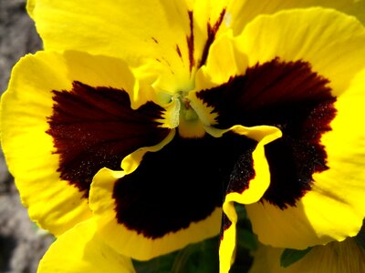Plant floral nature
