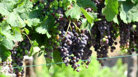 Wine grapes the grapes
