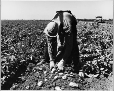 Edison, Kern County, California. 17-year-old boy agri. (sic) worker sacking early potatoes after mec . . . - NARA - 521813 photo