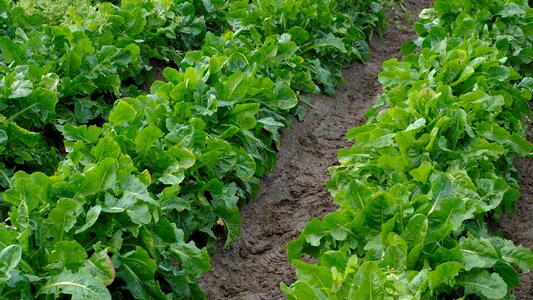 Arable field root