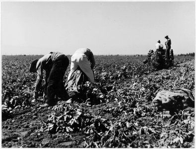 Edison, Kern County, California. Pickers sack early potatoes, dug by mechanical digger on large-scal . . . - NARA - 521805