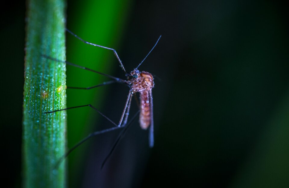 Bespozvonochnoe macro the mosquito