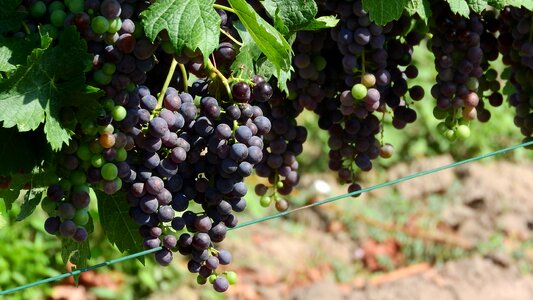 Wine grapes the grapes