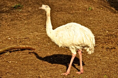Flightless endemic walking