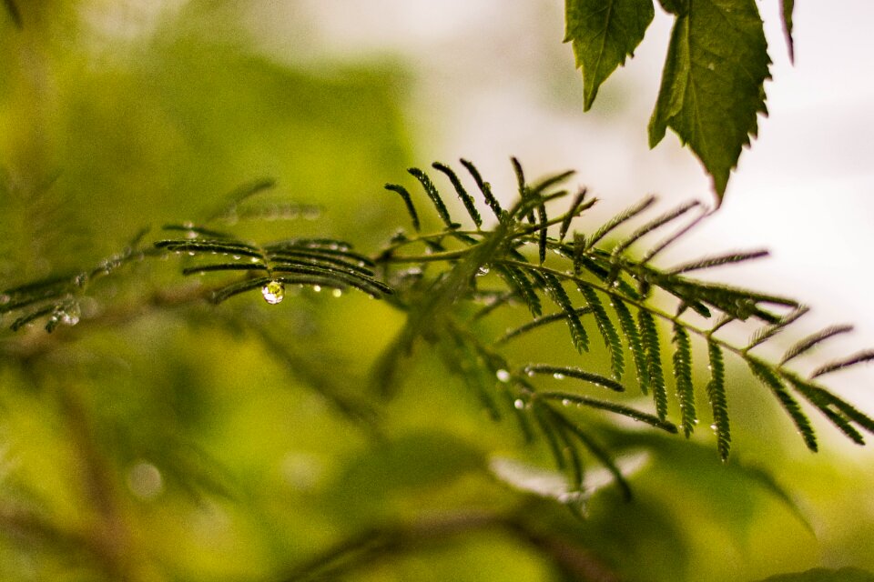 Outdoors closeup tree